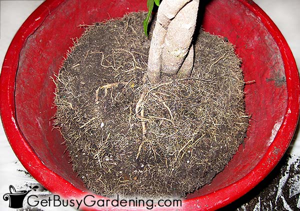 Cut back roots on large pot-bound indoor plant