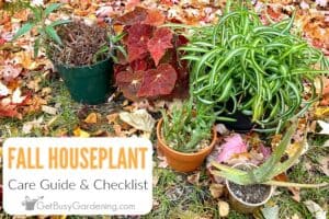 Fall Houseplant Care Checklist