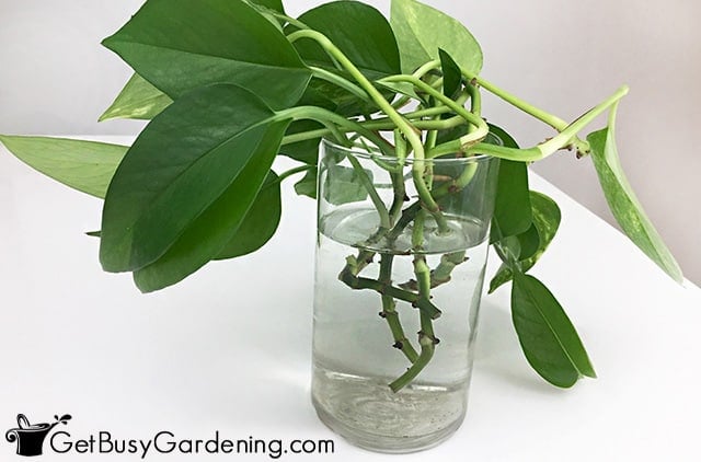 Growing an indoor plant in water