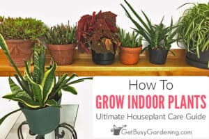 How To Grow Indoor Plants: The Ultimate Guide