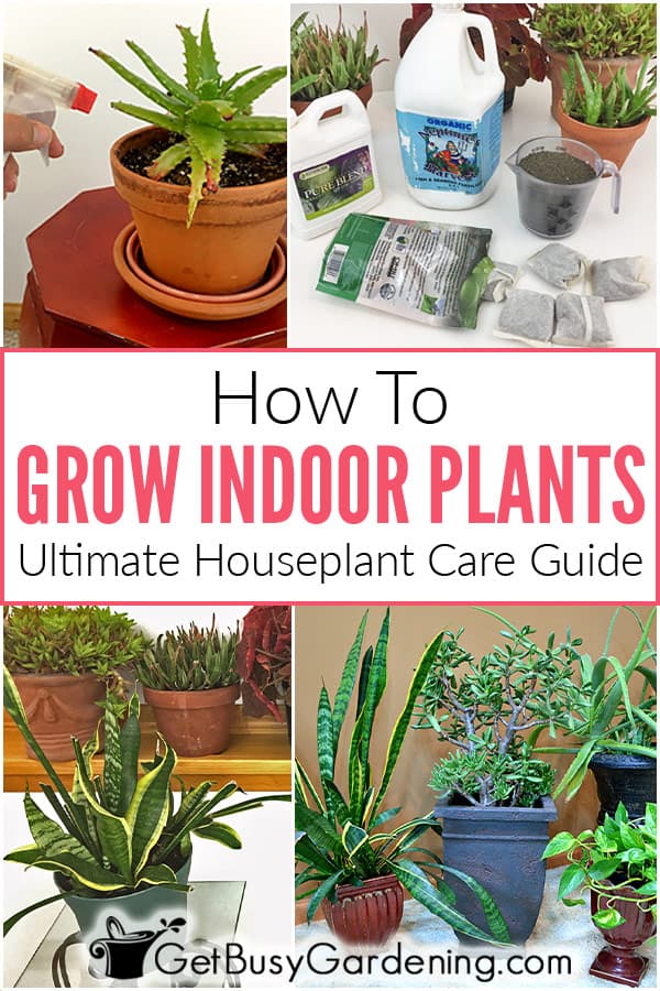 How To Grow Indoor Plants: Ultimate Houseplant Care Guide