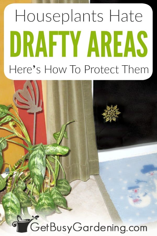 Houseplants Hate Drafty Areas: Here's How To Protect Them