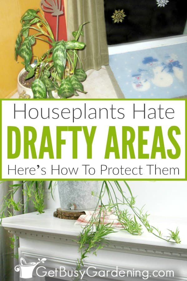 Houseplants Hate Drafty Areas: Here's How To Protect Them