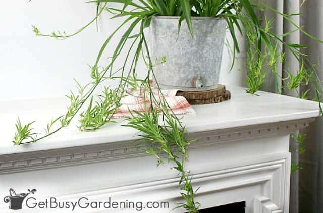 Indoor plant sitting on a fireplace mantel