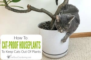 How To Keep Cats Out Of Indoor Plants