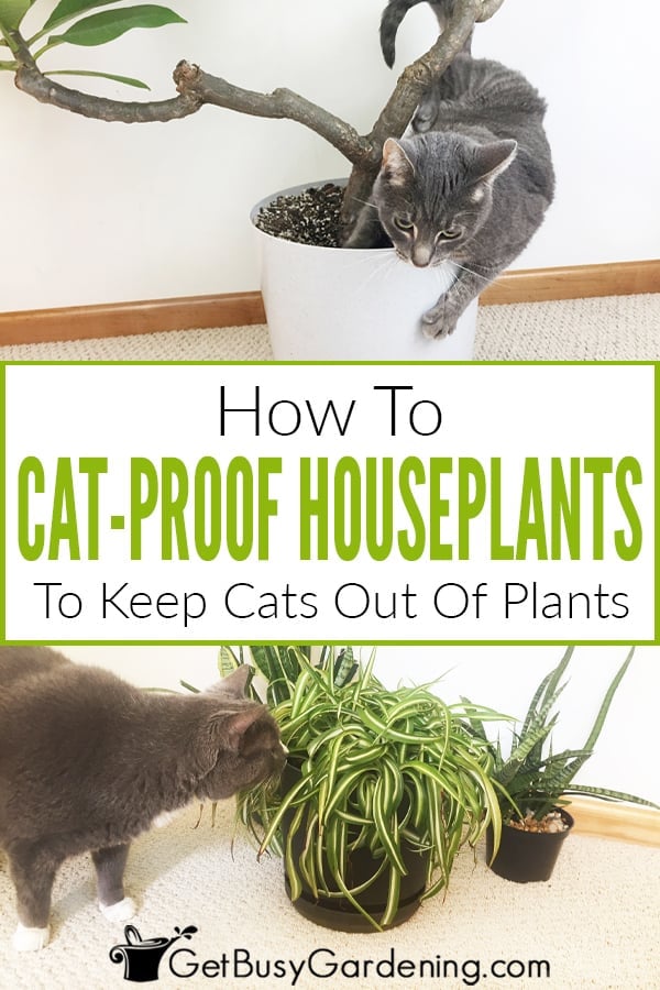 How To Cat-Proof Houseplants To Keep Cats Out Of Plants