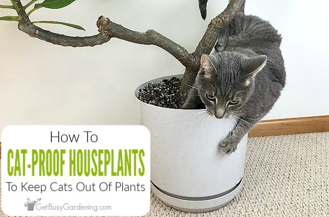 How To Cat-Proof Your Houseplants