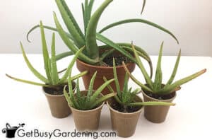 The Essentials For Successfully Growing Indoor Plants