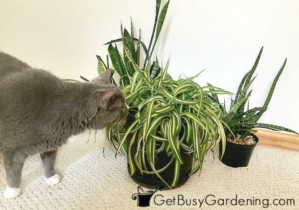My cat trying to eat my houseplants
