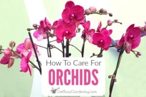 How To Care For An Orchid Plant