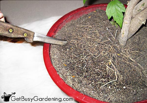 Pruning roots before repotting large a houseplant