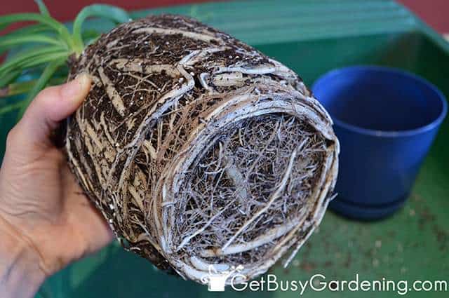 Repotting a root-bound houseplant in the spring