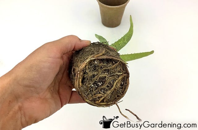 Repotting a root bound indoor plant