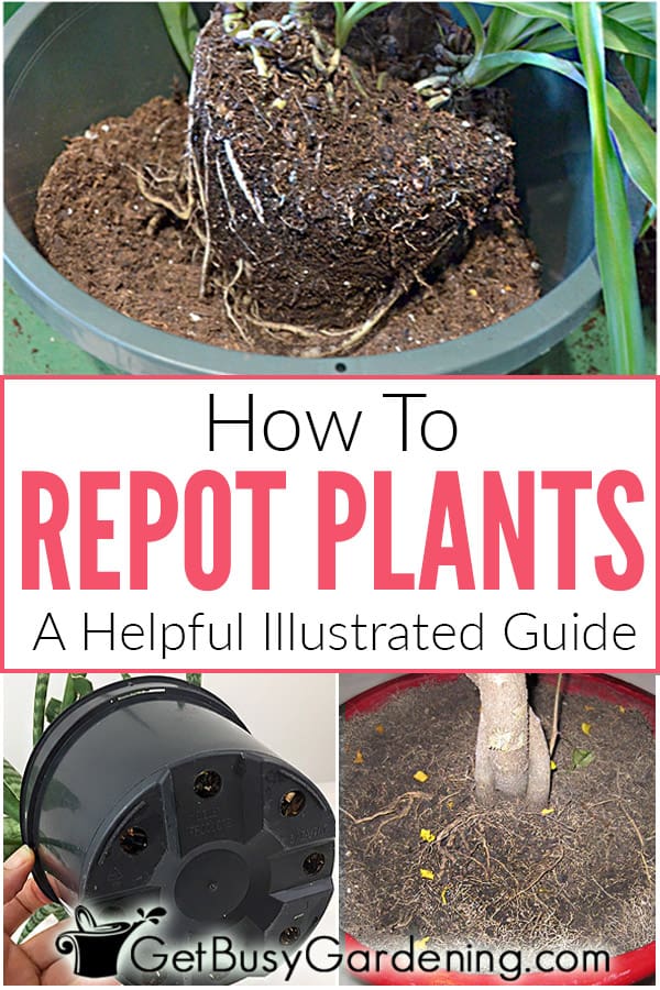 How To Repot Plants: A Helpful Illustrated Guide