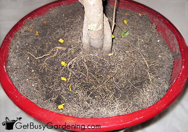 Roots growing on top of the soil of a pot-bound plant