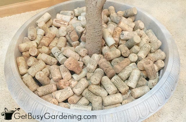 Large houseplant soil covered by wine corks