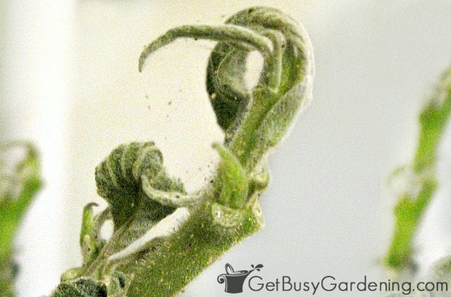 Spider mites and webbing on a houseplant
