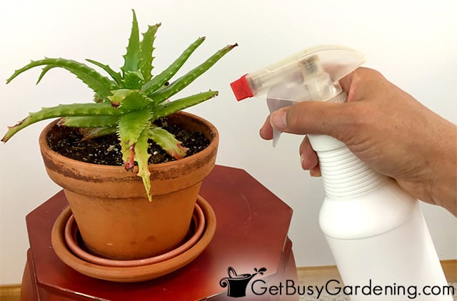 Spraying a houseplant for bugs