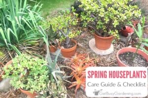 Spring Houseplant Care Checklist