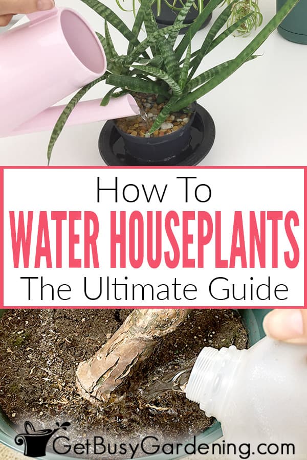 How To Water Houseplants: The Ultimate Guide