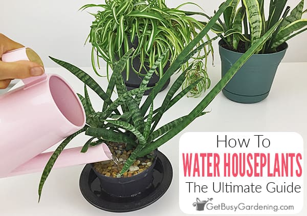How To Water Indoor Plants: The Ultimate Guide