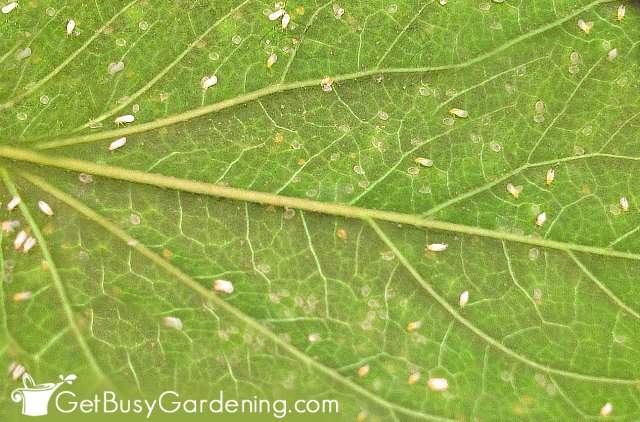 Whiteflies on an indoor plant leaf