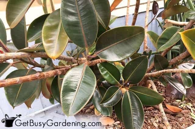 A rubber plant growing outdoors in a garden
