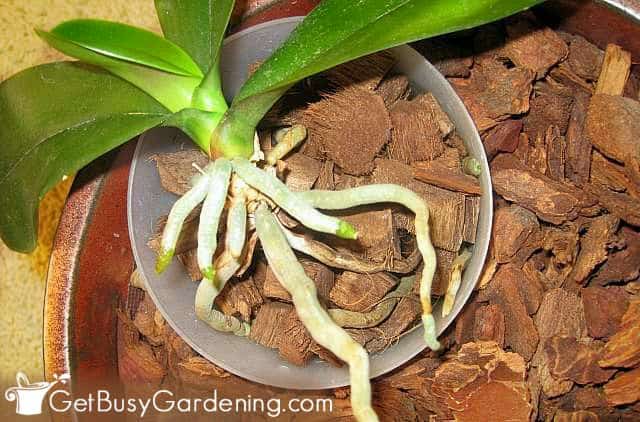 Bark potting soil for orchids
