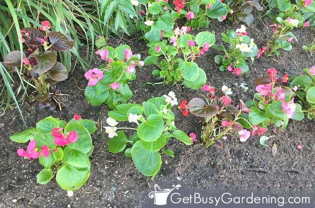 Begonias planted outside in the garden