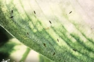 4 Steps To Heal Houseplants From Thrips – Sacred Elements