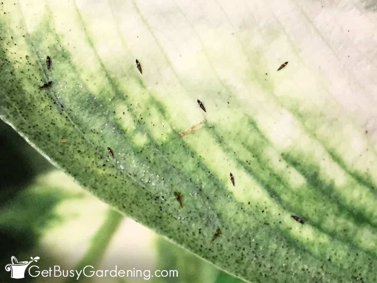 Closeup of a thrip infestation on an indoor plant