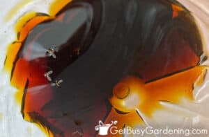 Fungus Gnats vs Fruit Flies: What's The Difference? - Get Busy Gardening