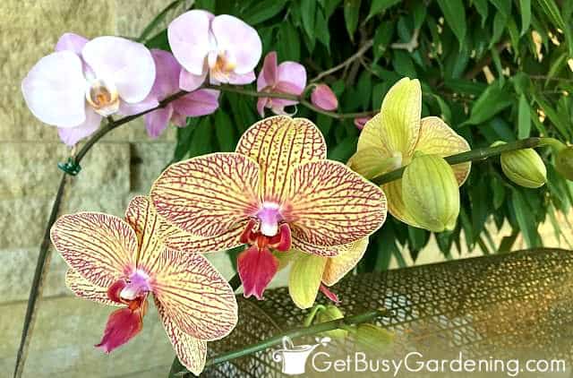 Different types of orchids in bloom