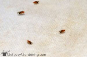 Fungus Gnats vs Fruit Flies: What's The Difference? - Get Busy Gardening