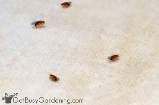 Fungus Gnats Vs Fruit Flies What S The Difference Get Busy Gardening,Coneflower Tattoo