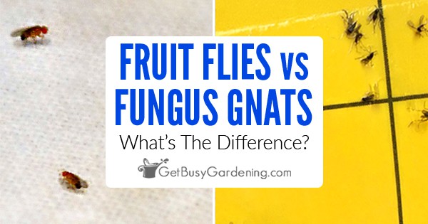 Fungus Gnats vs Fruit Flies: What's The Difference? - Get Busy Gardening