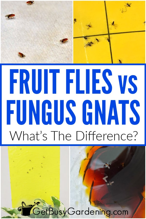 Fruit Flies vs Fungus Gnats: What's The Difference?