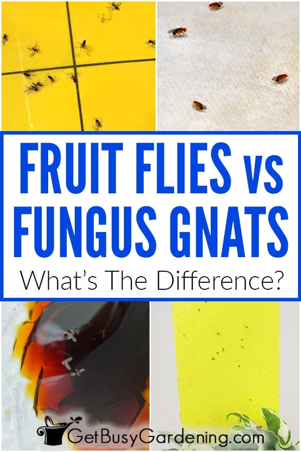 Fruit Flies vs Fungus Gnats: What's The Difference?