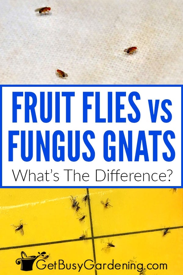 Fungus Gnats vs Fruit Flies: What's The Difference?