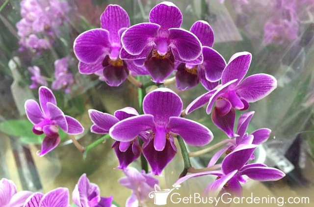 Mini purple orchid flowers