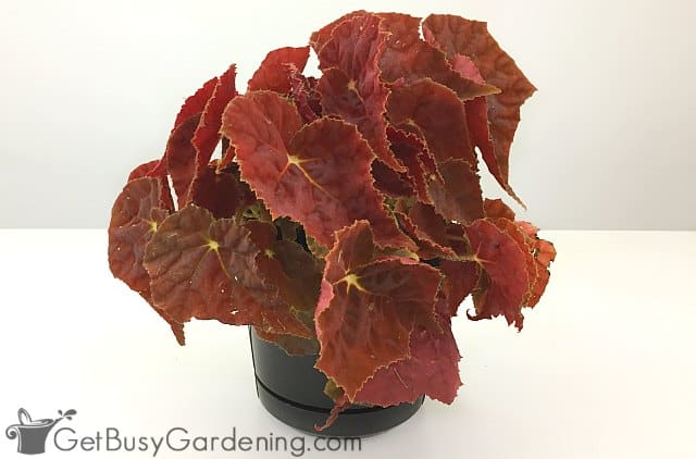My red-leafed begonia growing indoors
