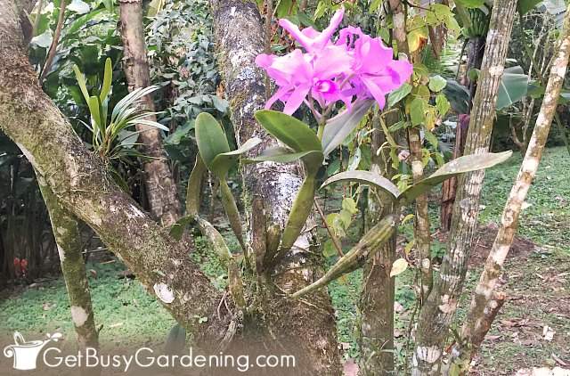 Pink flowering orchid plant growing on tree