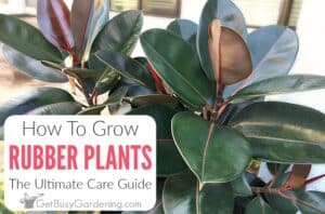 Rubber Plant Care Guide: How To Grow Ficus elastica - Get Busy Gardening