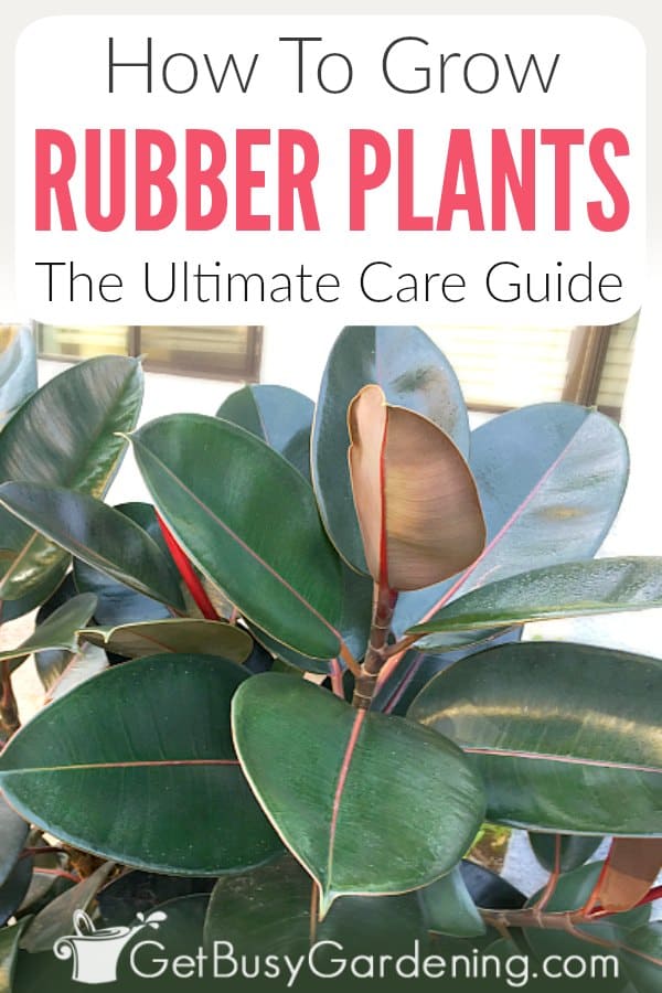 How to grow rubber plants, the ultimate care guide