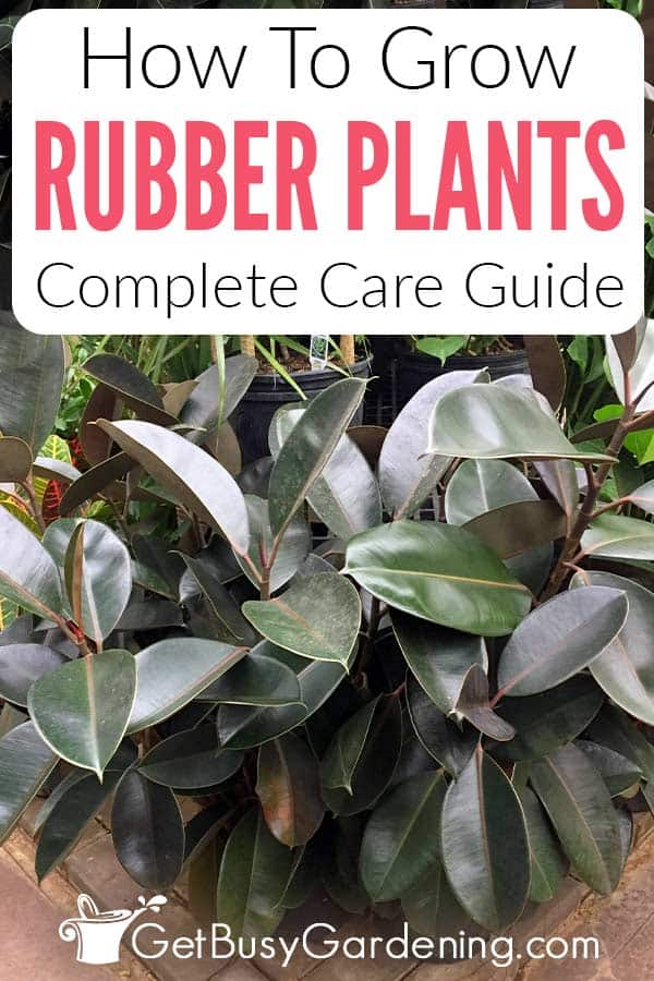 How To Grow Rubber Plants Complete Care Guide