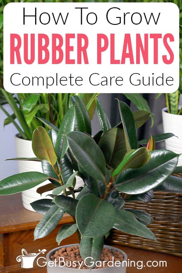 How To Grow Rubber Plants Complete Care Guide