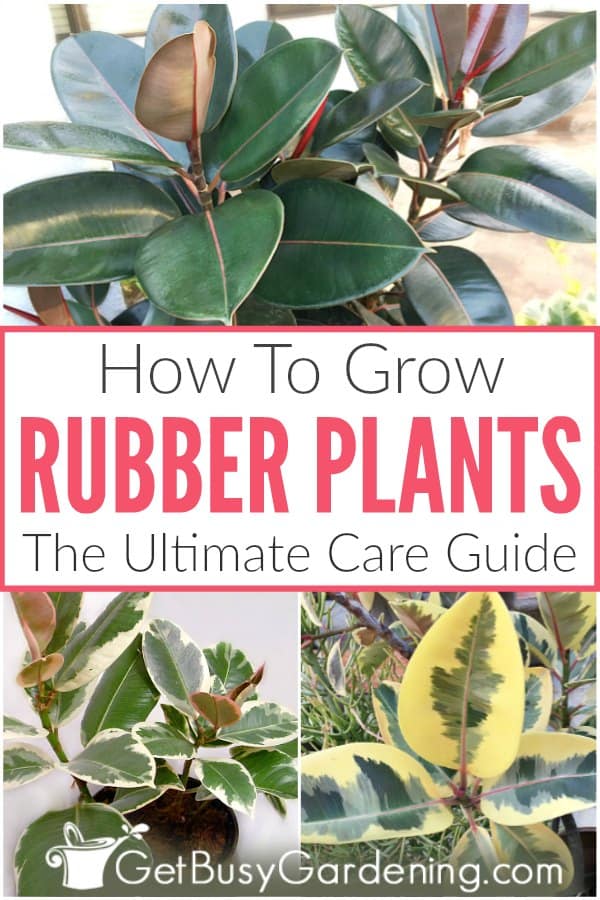 How To Grow Rubber Plants The Ultimate Care Guide