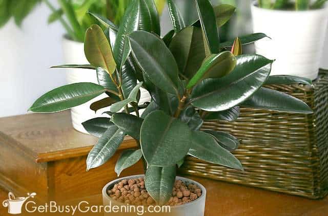Rubber plant growing indoors as a houseplant