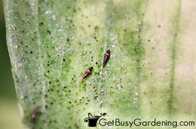 Thrips and their damage on an indoor plant leaf