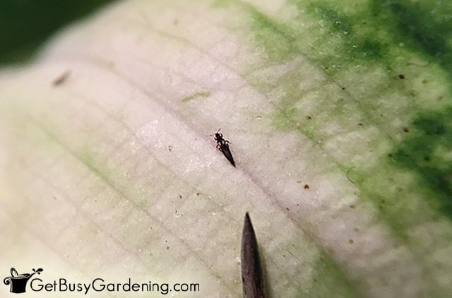 Thrips on Plants: Get Rid of Them Fast - Hydrobuilder Learning Center